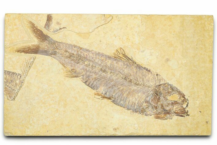 Detailed Fossil Fish (Knightia) - Wyoming #329569